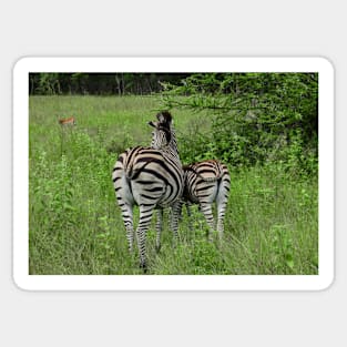 Zebra stripes Sticker